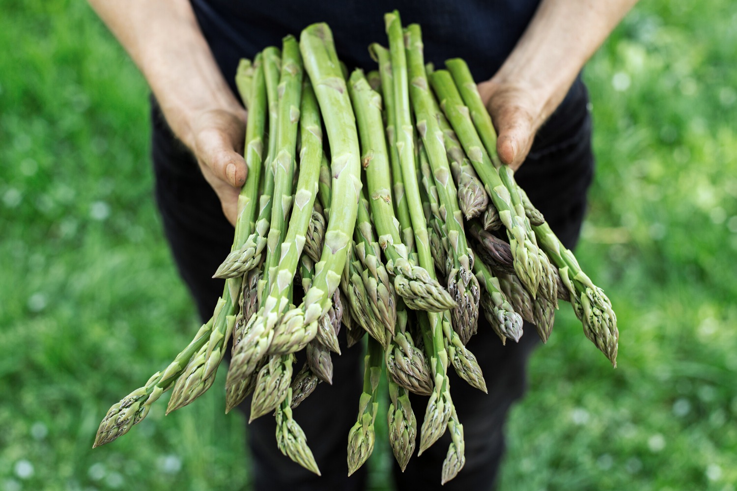 Frittata di asparagi selvatici