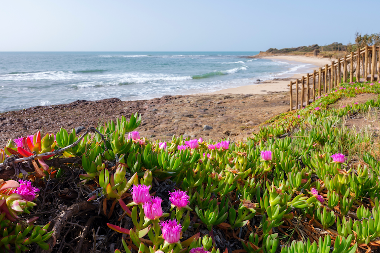 Primavera in Sardegna