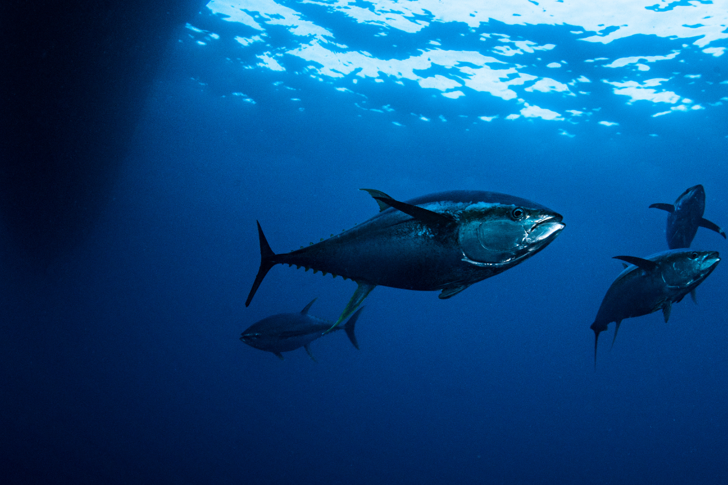 Giornata mondiale pesca sostenibile
