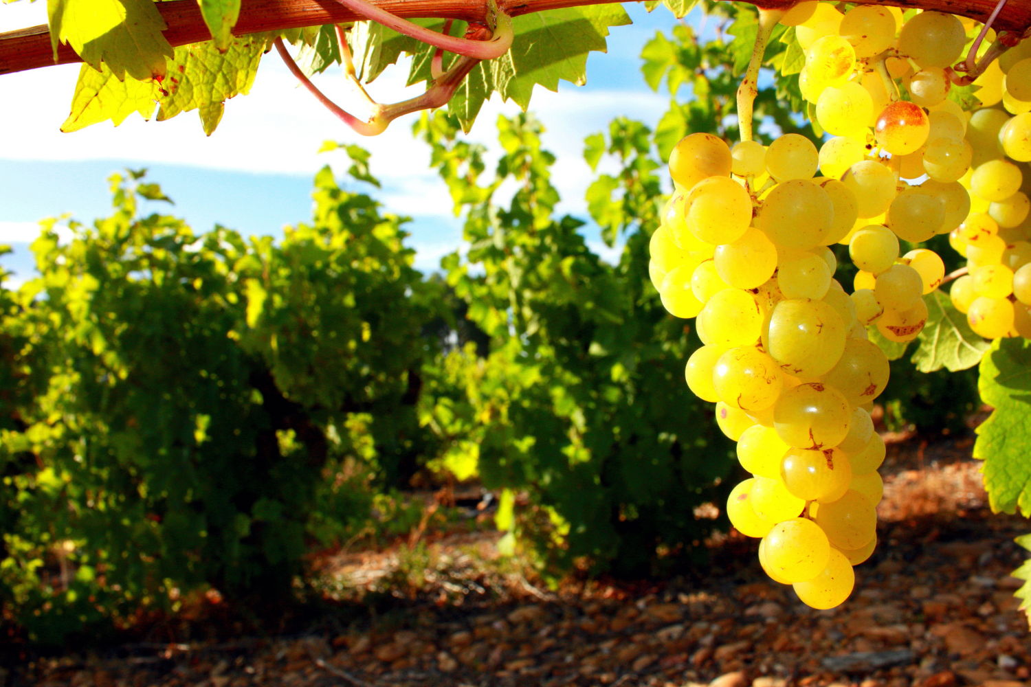 Vini sardi da dessert: il Moscato di Sardegna DOC