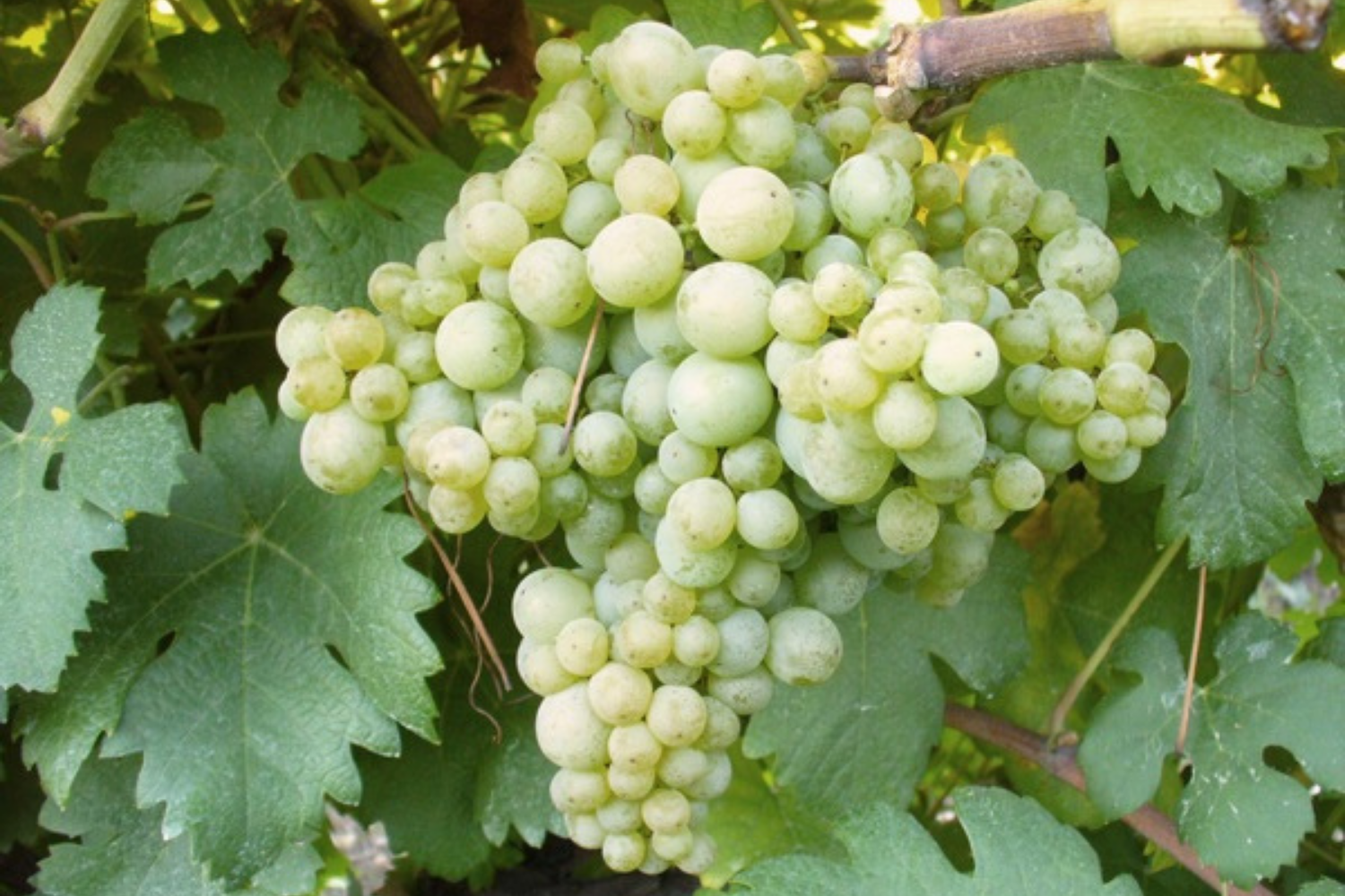 Nuragus di Cagliari della Cantina Argiolas
