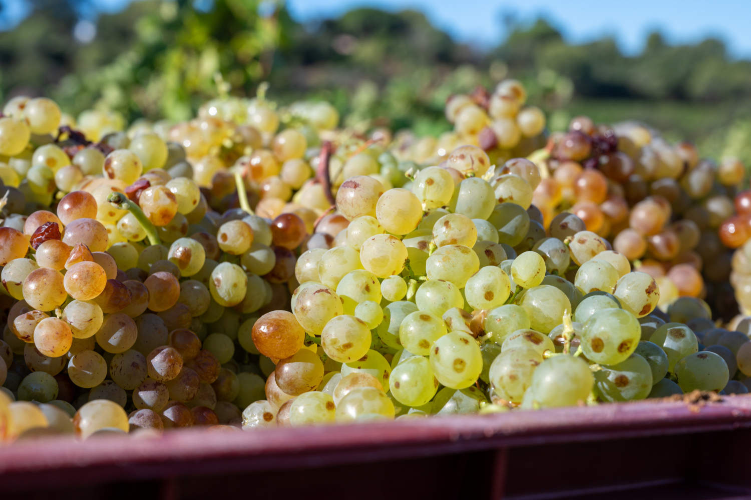Vermentino di Gallura