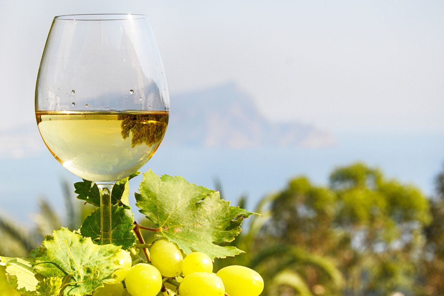 Vernaccia