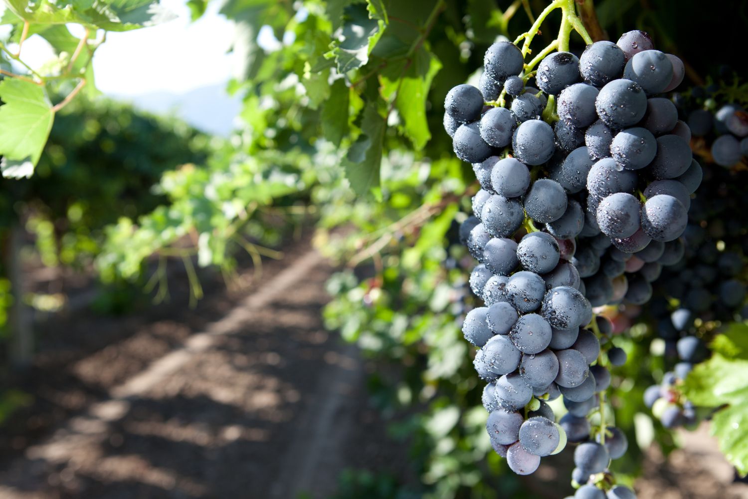 Carignano del Sulcis