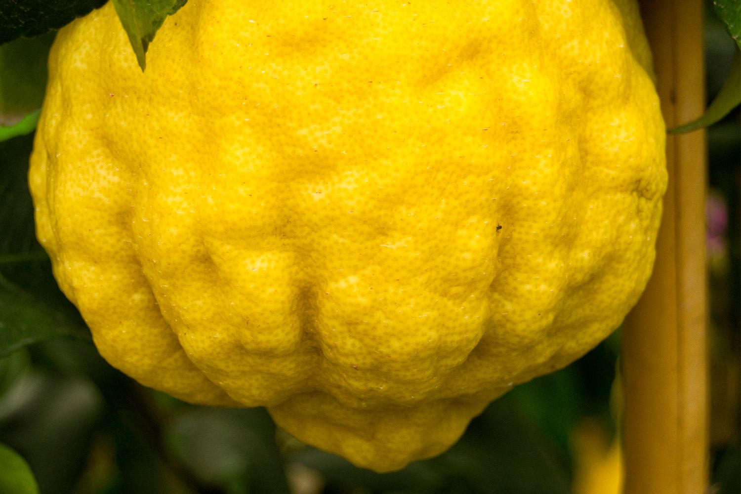 Pompia