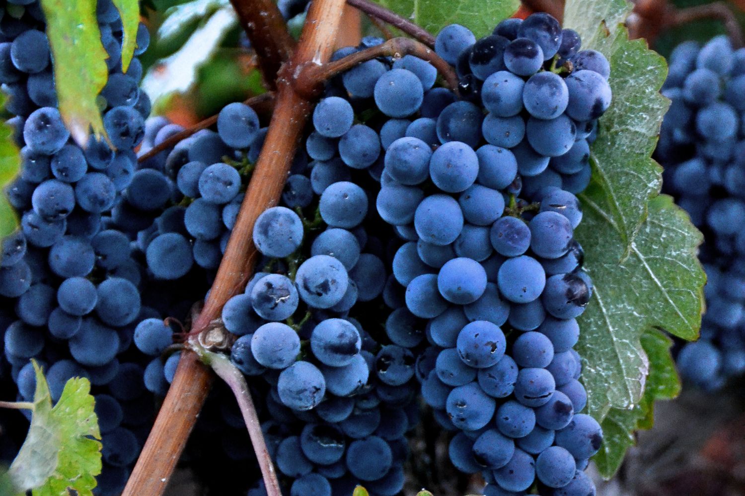 Cannonau di Sardegna